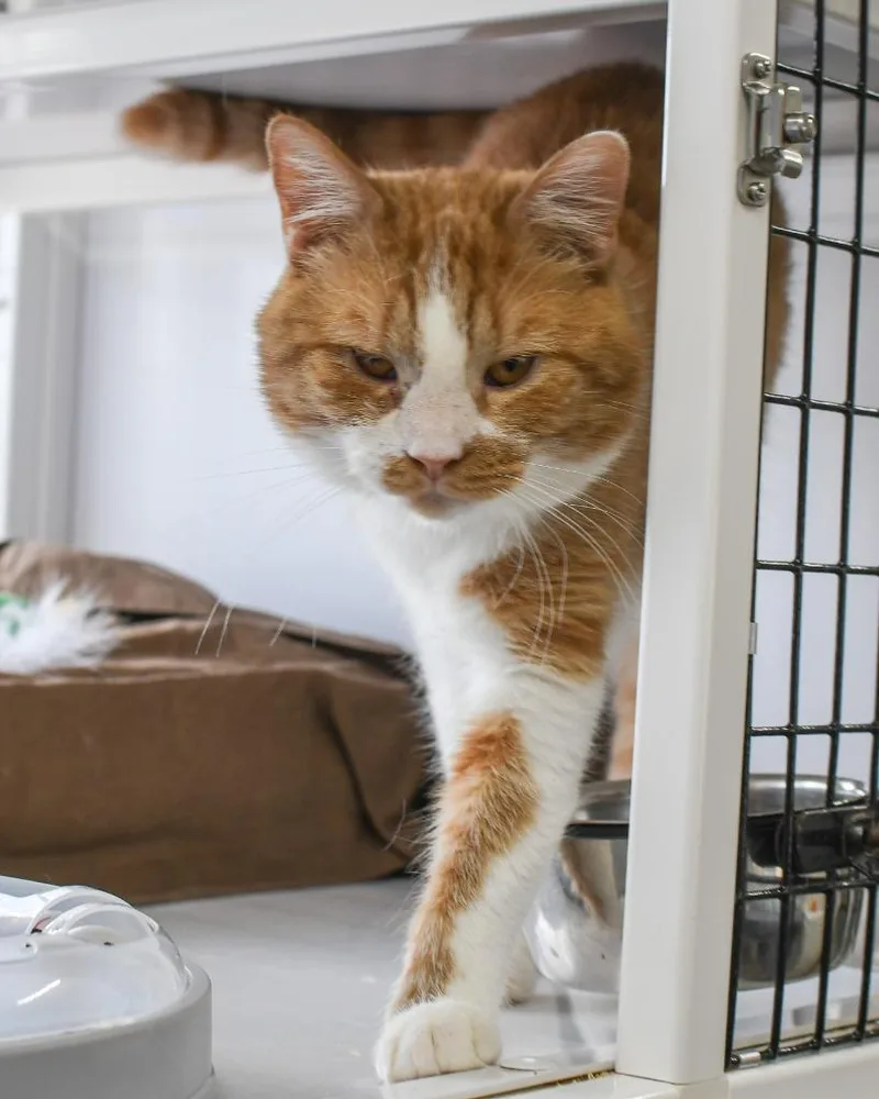 Jimmie Johnson thumbnail 3