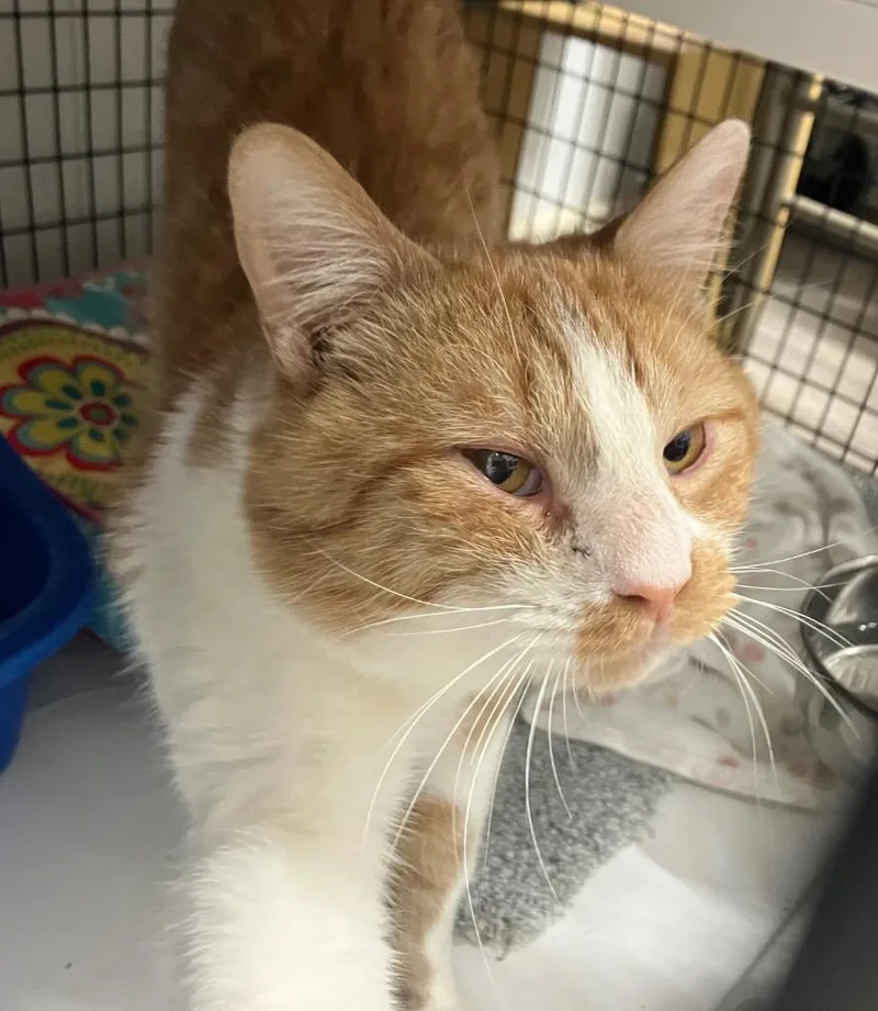 Jimmie Johnson thumbnail 4