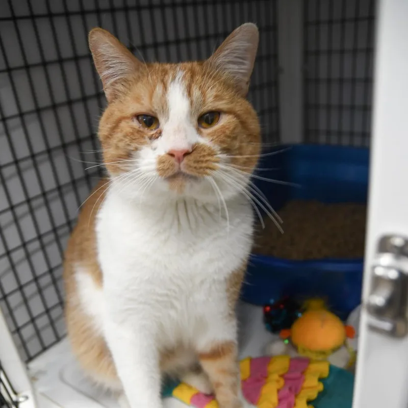 Jimmie Johnson thumbnail 5