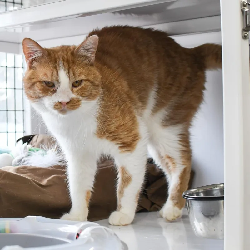 Jimmie Johnson thumbnail 6