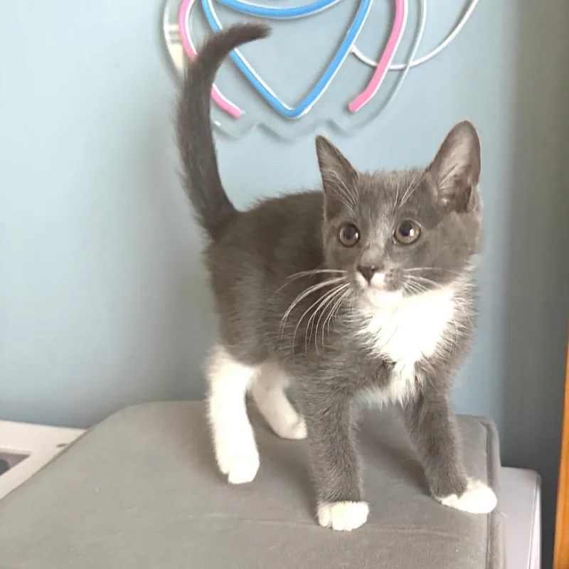 Hayabusa thumbnail 2