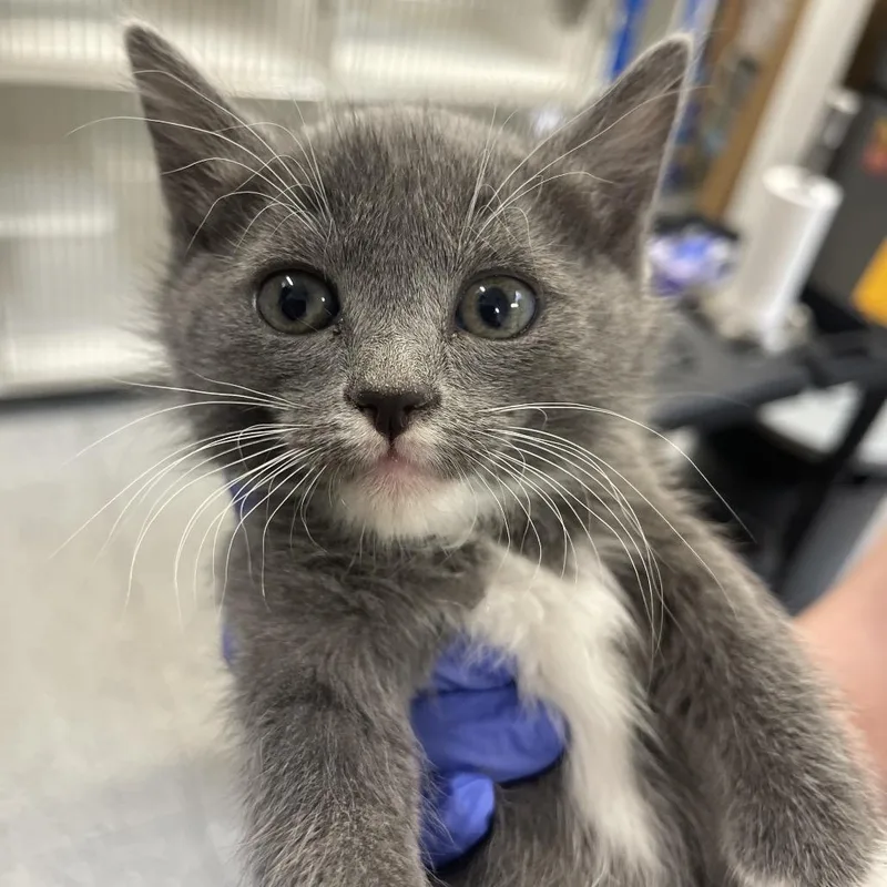 Hayabusa thumbnail 3