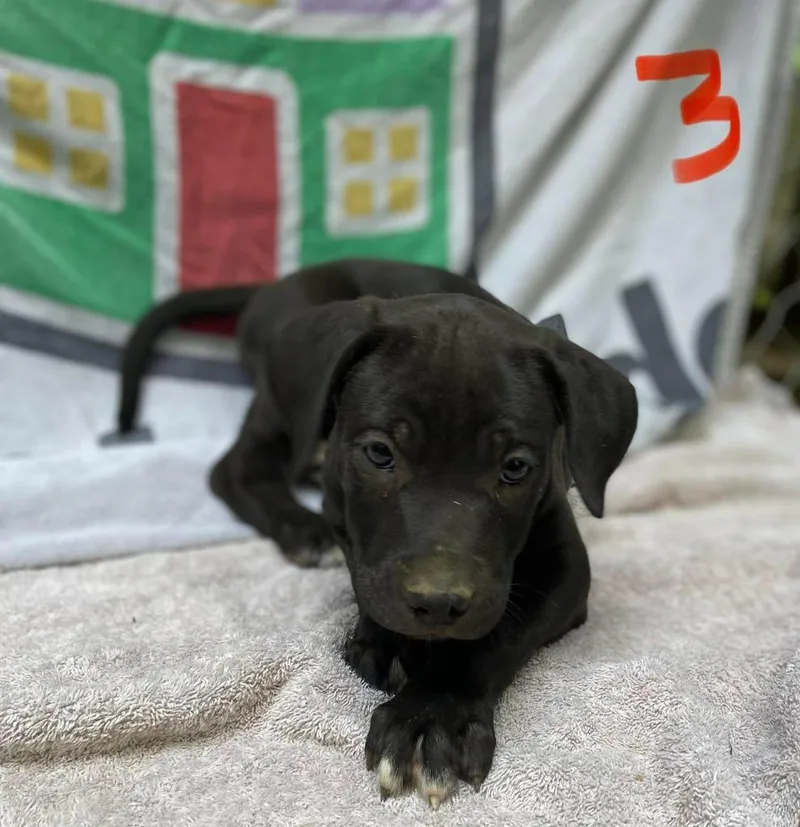 A baby large-sized male Mixed Breed dog named Wolf for adoption in Fond Du Lac, WI