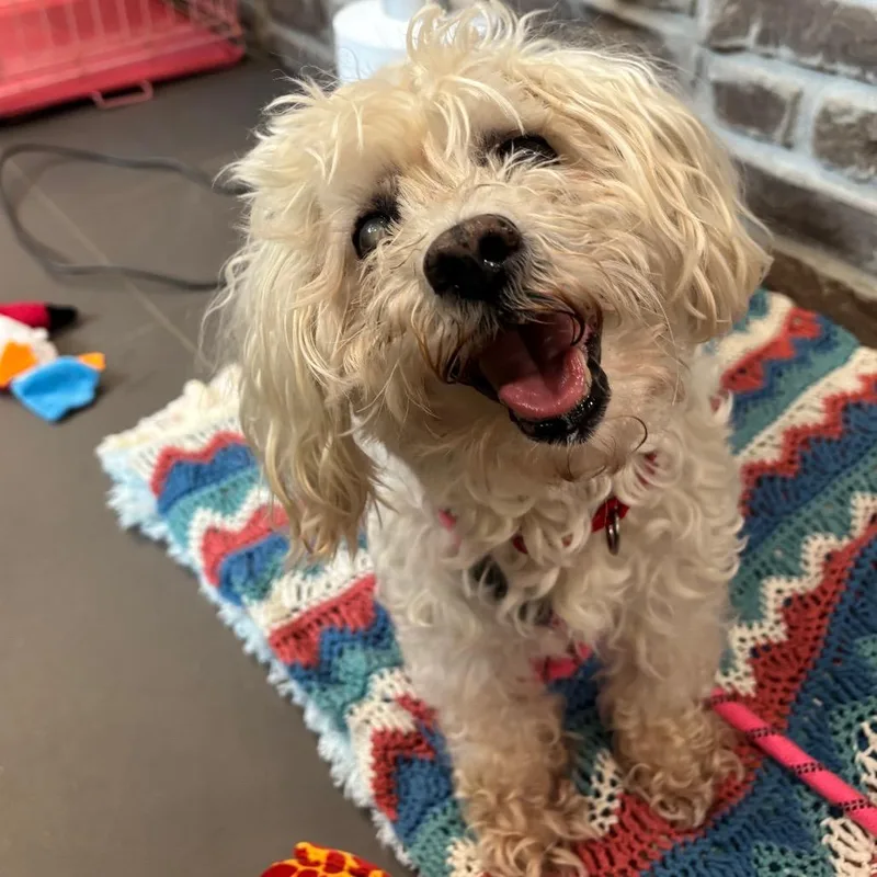 A senior small-sized male White / Cream Mixed Breed dog named Bissell for adoption in Washington Township, OH