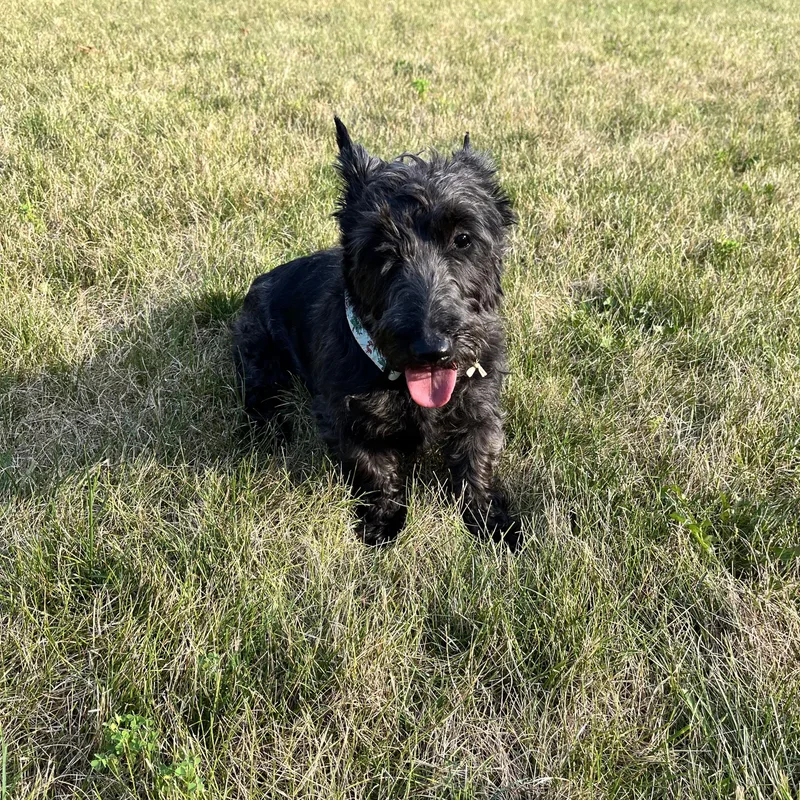 An adult small-sized female Brindle Scottish Terrier dog named Adriana for adoption in Rockaway, NJ