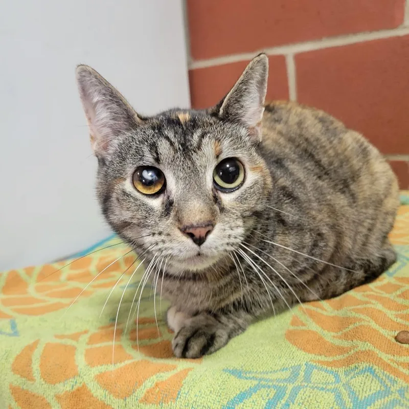 An adult medium-sized female Orange / Red Domestic Short Hair cat named Patches for adoption in Cabot, AR