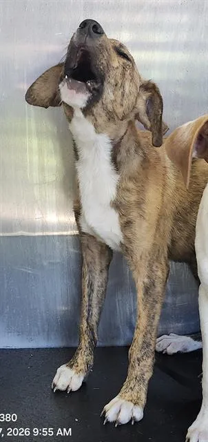 A baby small-sized male American Staffordshire Terrier dog named Juan for adoption in San Antonio, TX