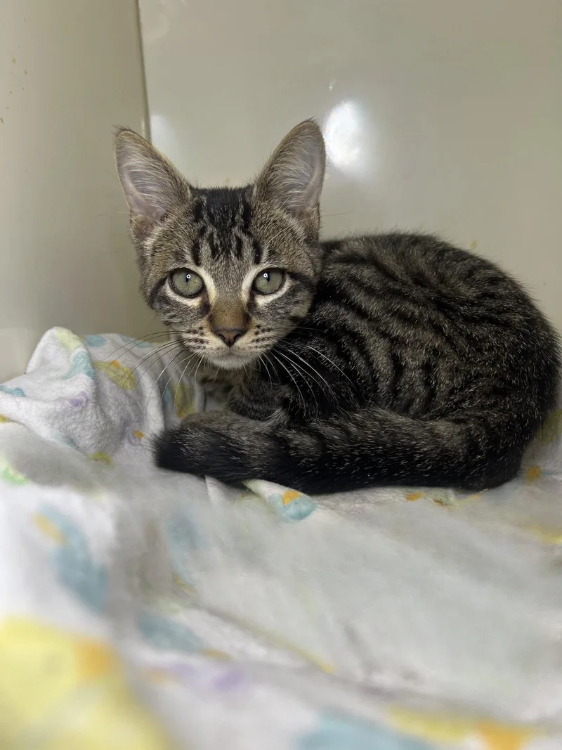 A young medium-sized male Domestic Short Hair cat named George Jones for adoption in Hammond, LA