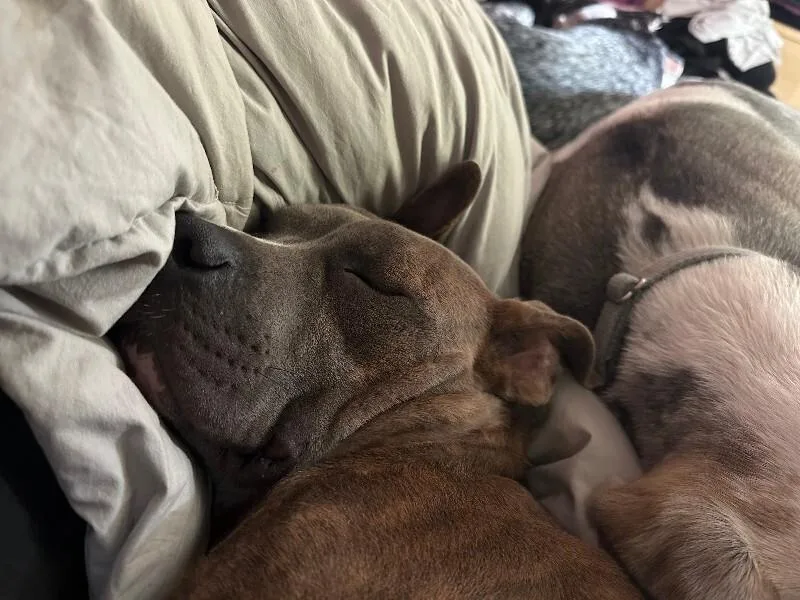 An adult medium-sized female Brindle Pit Bull Terrier dog named Yara for adoption in Providence Forge, VA