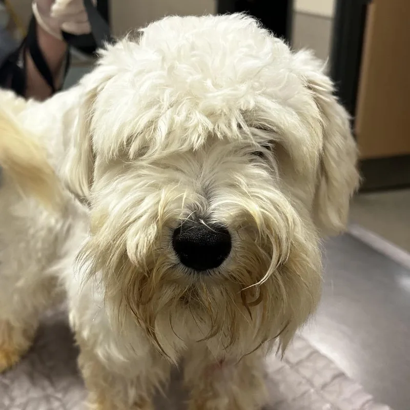 An adult small-sized male White / Cream Mixed Breed dog named Dream for adoption in Jacksonville, FL