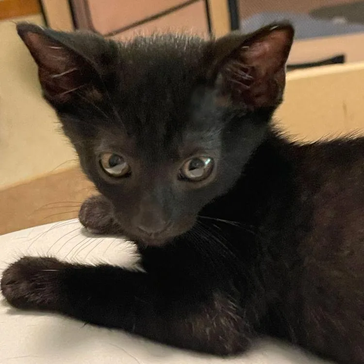 A baby medium-sized female Black American Shorthair cat named Kaluha for adoption in Richardson, TX