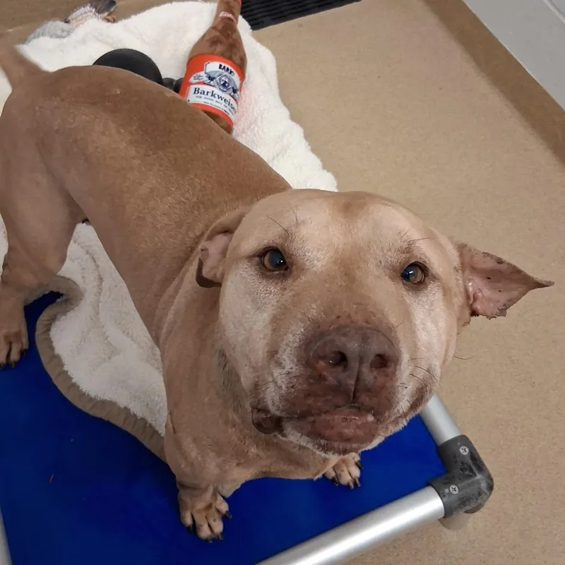 A senior medium-sized male Yellow / Tan / Blond / Fawn American Bulldog dog named Toothless for adoption in West Palm Beach, FL