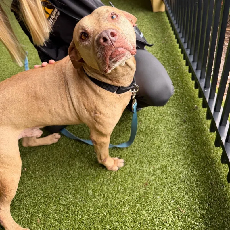 Toothless thumbnail 2