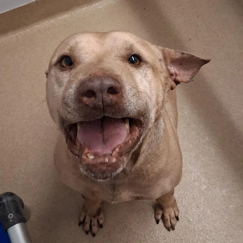 Toothless thumbnail 6