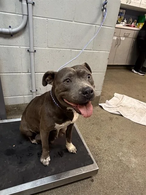 An adult medium-sized female Mixed Breed dog named Lucy for adoption in Jacksonville, FL