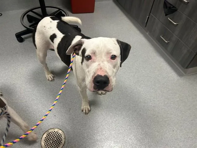 A young large-sized male Pit Bull Terrier dog named Ocean for adoption in Ocala, FL