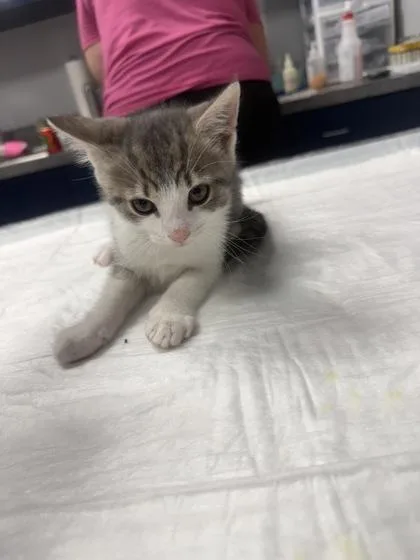 A young small-sized male Domestic Short Hair cat named B Sawyer for adoption in North Charleston, SC