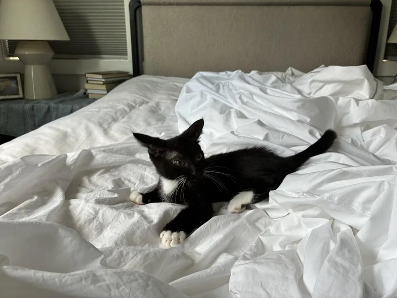 A baby medium-sized male Domestic Short Hair cat named Georgie for adoption in Nashville, TN