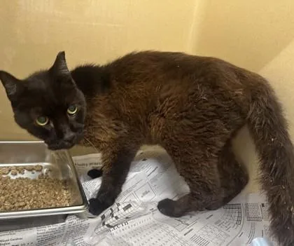 A senior medium-sized male Black Domestic Short Hair cat named Balerion for adoption in Converse, TX