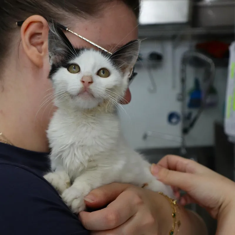 A baby small-sized male Domestic Medium Hair cat named Poirot for adoption in Middle Village, NY