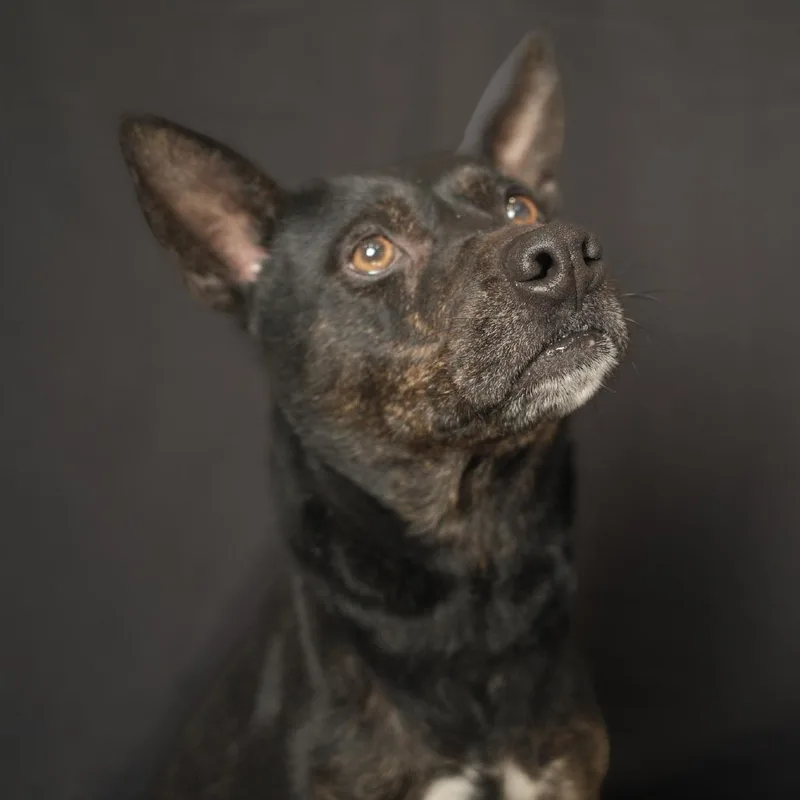 A senior medium-sized female Black Australian Cattle Dog / Blue Heeler dog named Daisy for adoption in Fairmont, WV