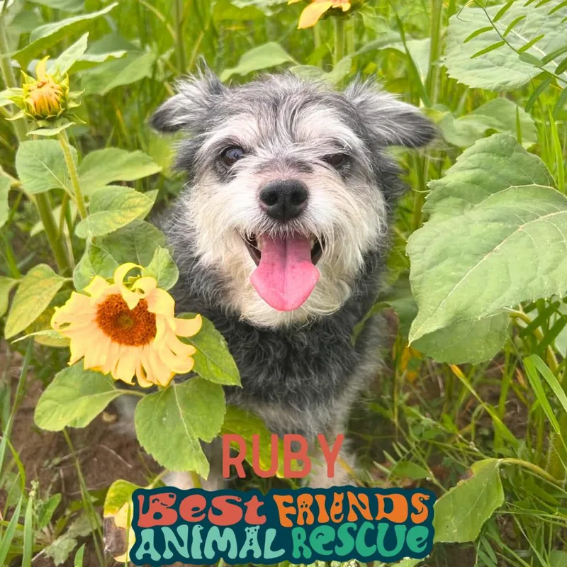 An adult small-sized female Gray / Blue / Silver Schnauzer dog named Ruby for adoption in Wasilla, AK