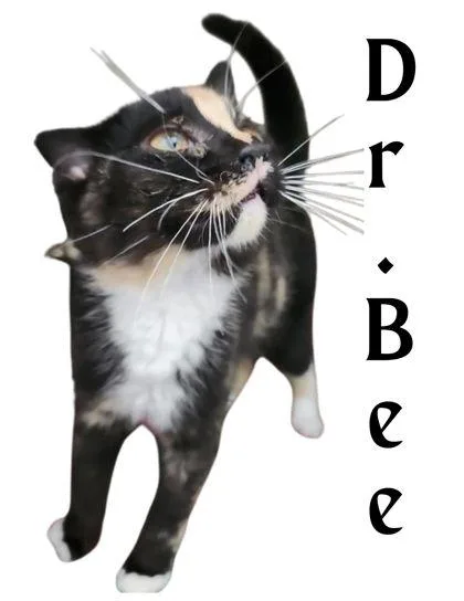 A young medium-sized female Domestic Short Hair cat named Dr.Bee for adoption in Columbus, IN
