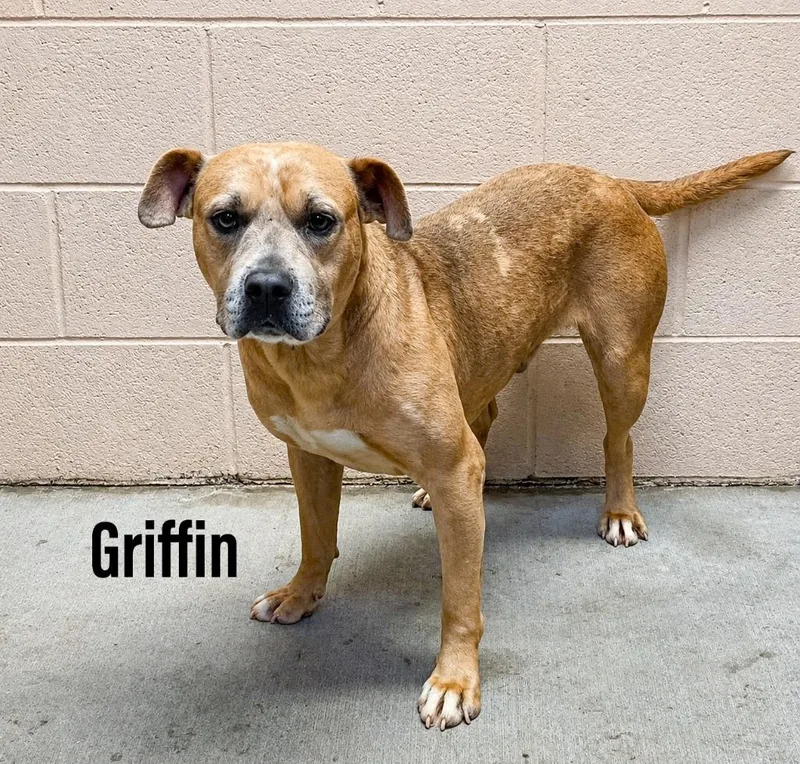 A young large-sized male Staffordshire Bull Terrier dog named Griffin for adoption in Clearfield, KY