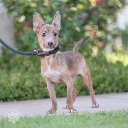 A young small-sized male Terrier dog named Dude for adoption in Honolulu, HI