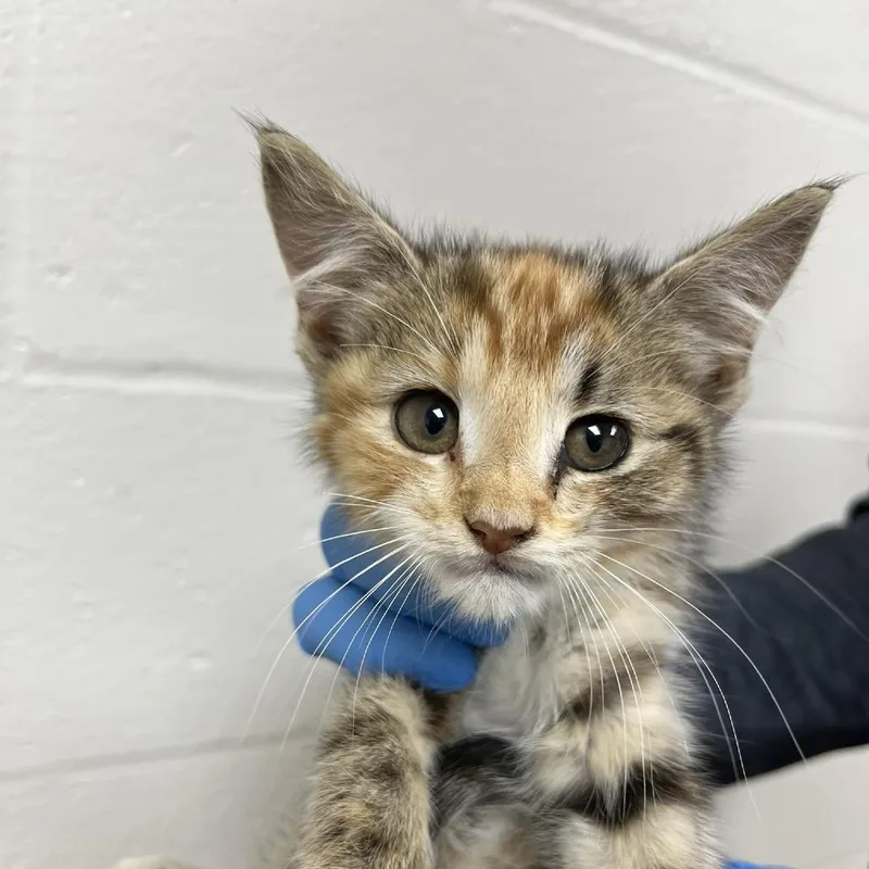 A baby small-sized female Calico Domestic Short Hair cat named Clover for adoption in Verona, VA
