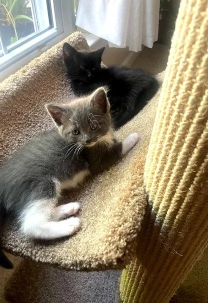 A baby medium-sized female Domestic Short Hair cat named Ariel Jasmine for adoption in Greenville, DE
