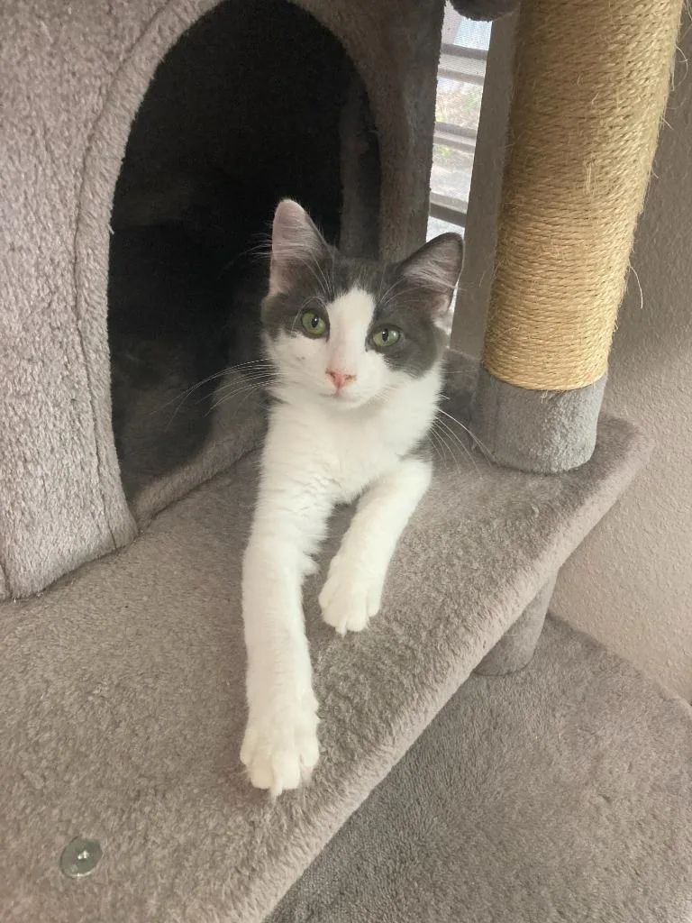 A baby small-sized male Domestic Short Hair cat named Walnut for adoption in New Braunfels, TX