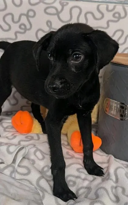 A baby large-sized male Labrador Retriever dog named Phoenix for adoption in Houston, TX