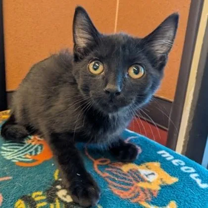 A baby small-sized male Black Domestic Short Hair cat named Howie for adoption in Rochester, MN
