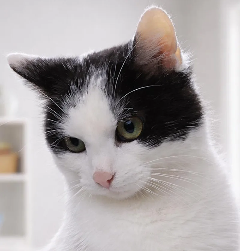 An adult medium-sized female Domestic Short Hair cat named Babs for adoption in Cuyahoga Falls, OH