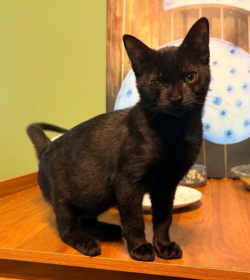A baby small-sized female Domestic Short Hair cat named Janet for adoption in Darien, GA