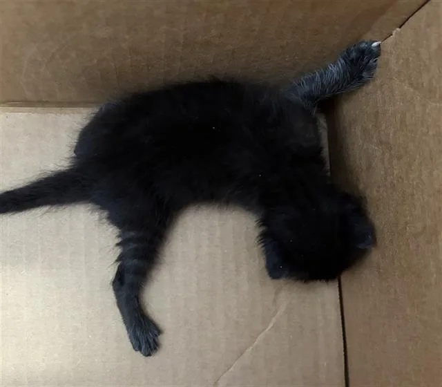A baby medium-sized female Domestic Short Hair cat named Jasper for adoption in Dallas, TX