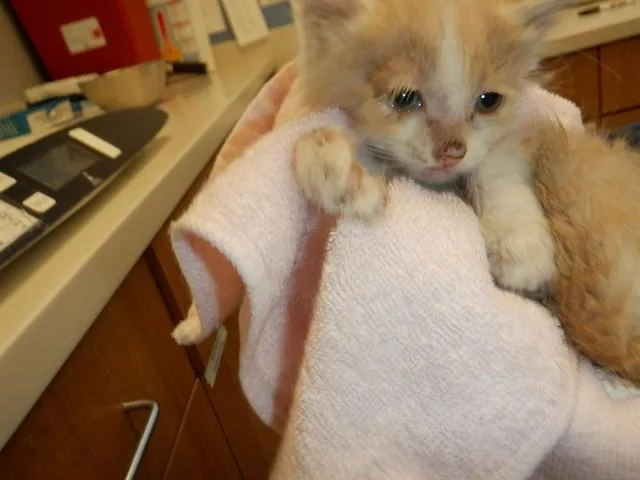 A baby small-sized male Domestic Short Hair cat named Diet Orange Soda for adoption in San Jose, CA
