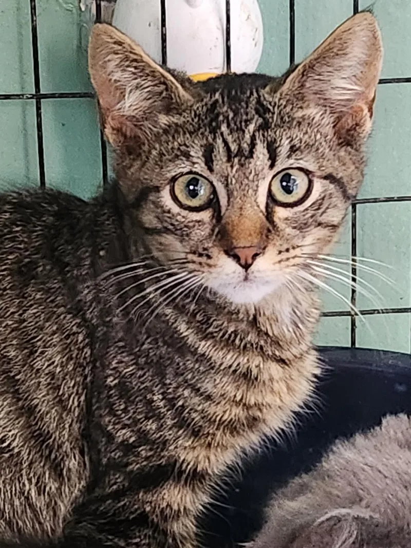 A young medium-sized male Domestic Short Hair cat named Unseelie for adoption in Crossville, TN