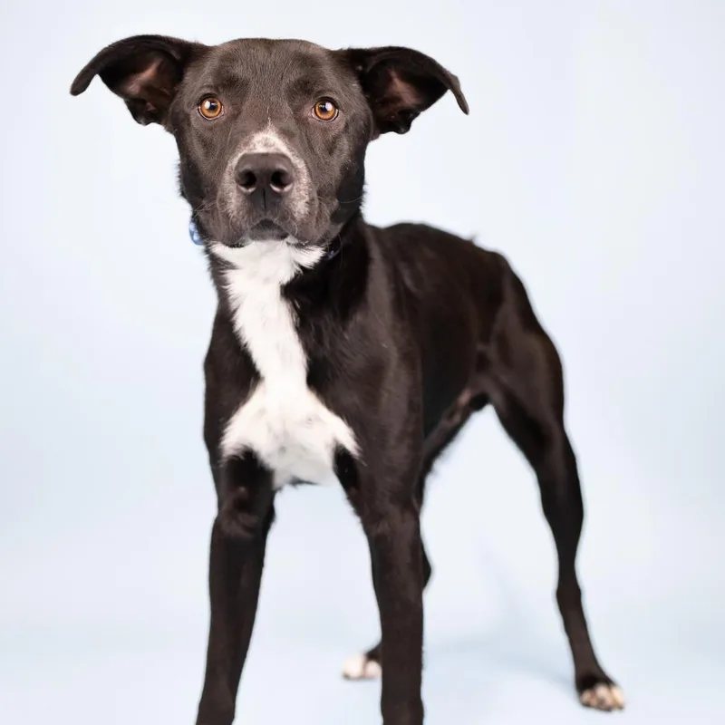 An adult medium-sized male Black Mixed Breed dog named Ramon for adoption in Portland, OR