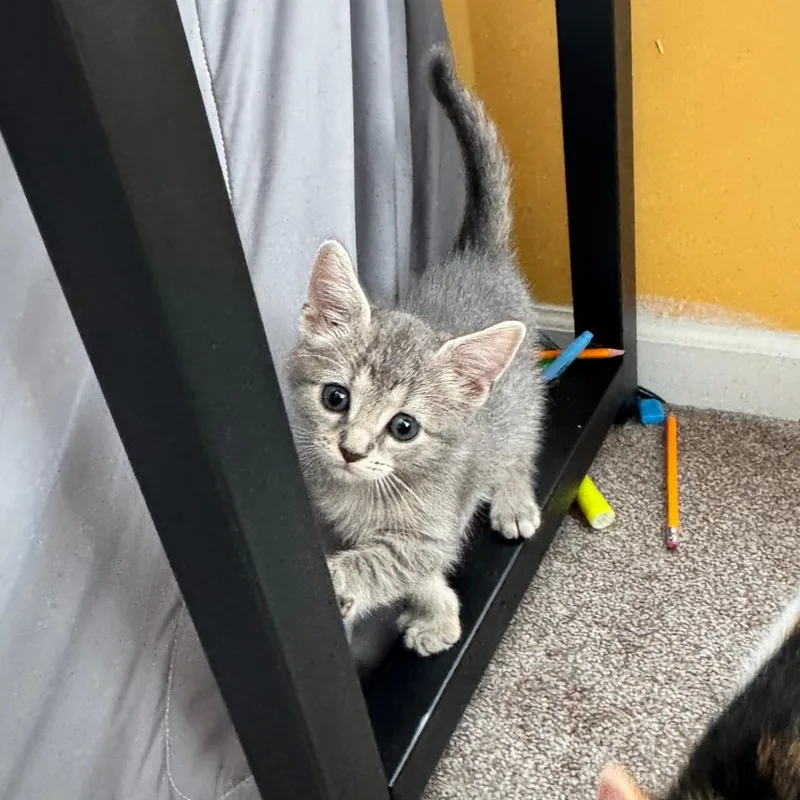 A baby small-sized male Gray / Blue / Silver Domestic Short Hair cat named Waffle for adoption in Newark, NJ