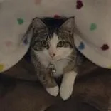 An adult medium-sized female Brown / Chocolate Domestic Short Hair cat named Moses for adoption in Lansing, MI
