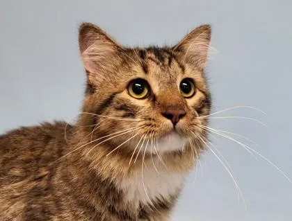 An adult small-sized male Domestic Medium Hair cat named Cinnamon for adoption in Golden Valley, MN