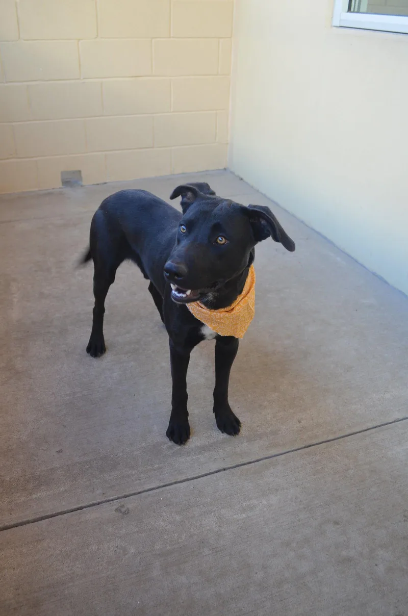A young large-sized male Labrador Retriever dog named Chucky for adoption in McKinney, TX
