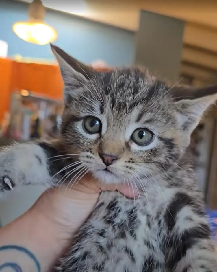 A young small-sized female Tabby (Brown / Chocolate) Domestic Short Hair cat named Yuri for adoption in Pacifica, CA