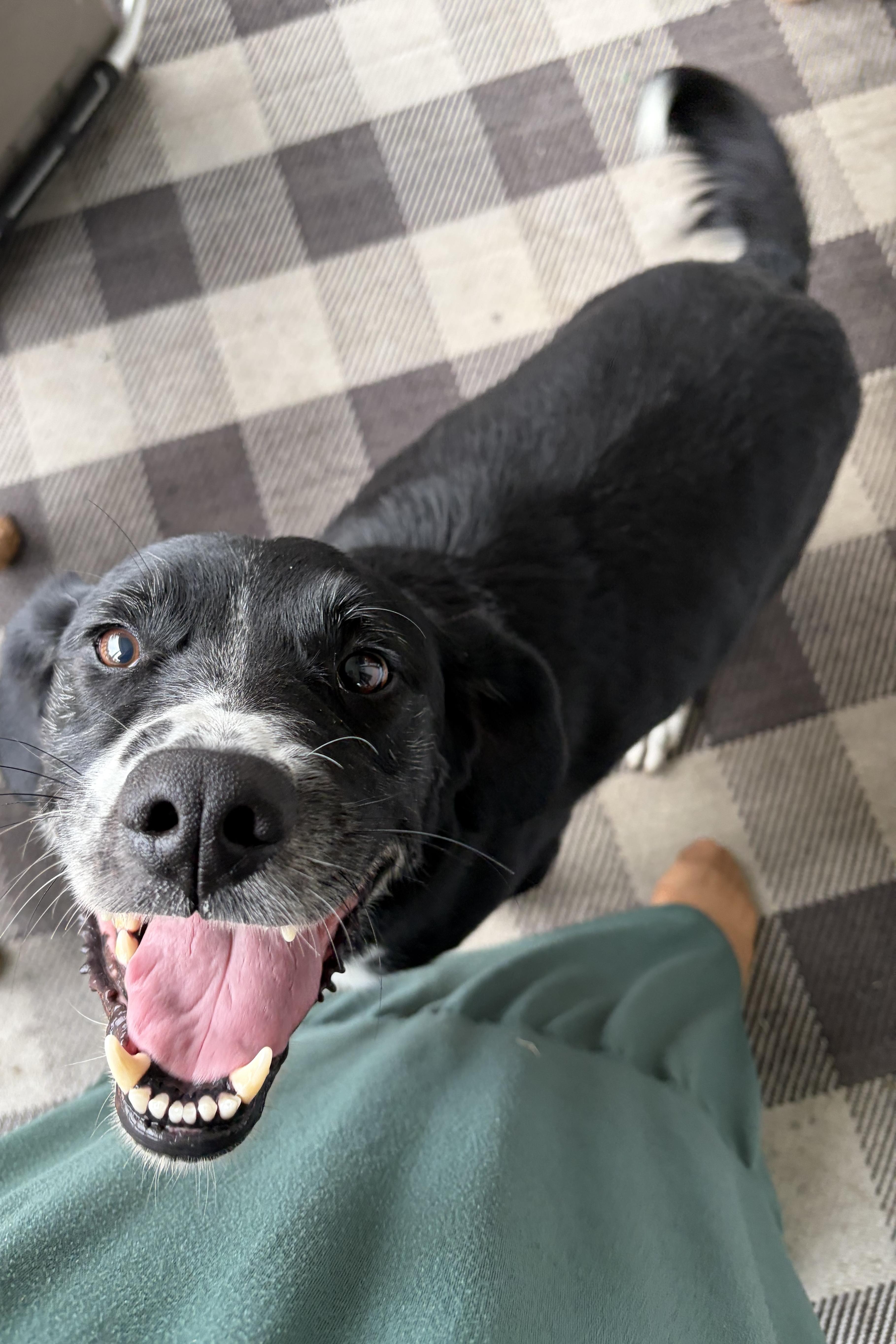 An adult medium-sized male Black Labrador Retriever dog named Buck for adoption in Lacon, IL