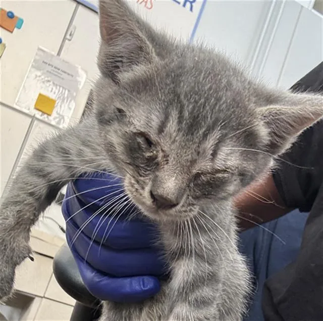 A baby medium-sized female Domestic Short Hair cat named Fiona for adoption in Dallas, TX