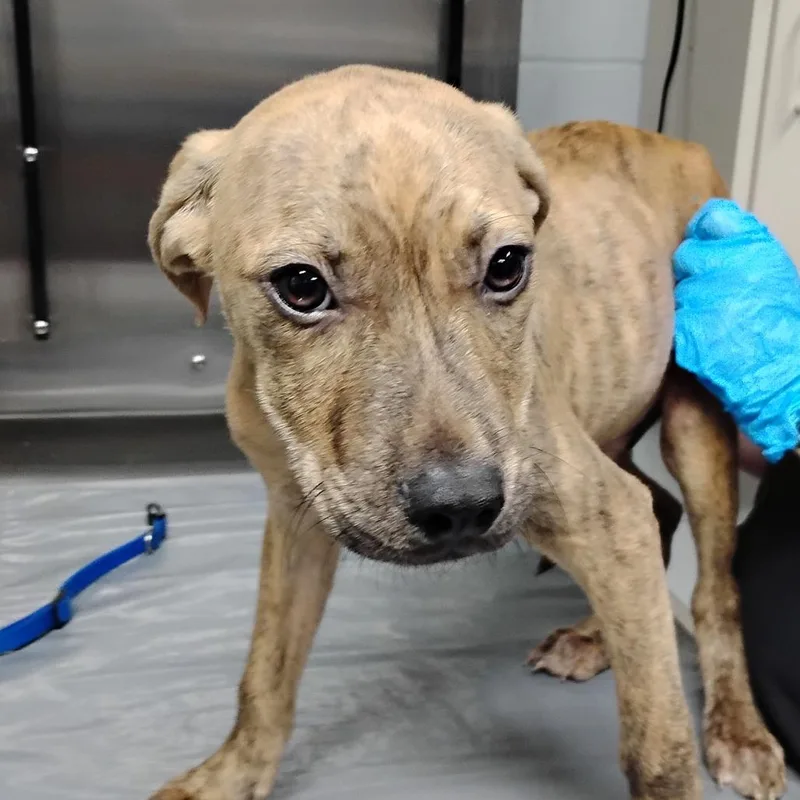 A young medium-sized male Black Mixed Breed dog named Lucky for adoption in Summerville, SC