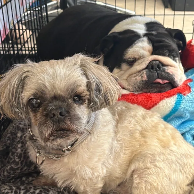 An adult small-sized male Black English Bulldog dog named Josh & Eligha for adoption in Youngstown, OH