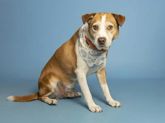 An adult medium-sized male Labrador Retriever dog named Playful for adoption in Phoenix, AZ